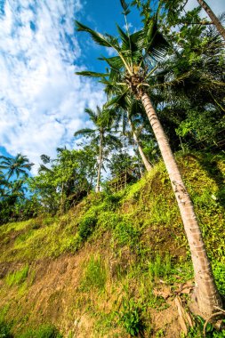 Ubud, Endonezya 'da Tegalalang Rice Terrace  