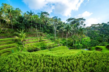 Ubud, Endonezya 'da Tegalalang Rice Terrace  