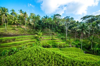 Ubud, Endonezya 'da Tegalalang Rice Terrace  