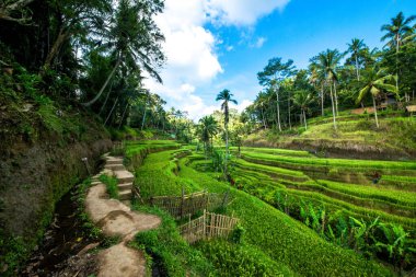 Ubud, Endonezya 'da Tegalalang Rice Terrace  