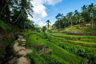Ubud, Endonezya 'da Tegalalang Rice Terrace  