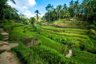 Ubud, Endonezya 'da Tegalalang Rice Terrace  