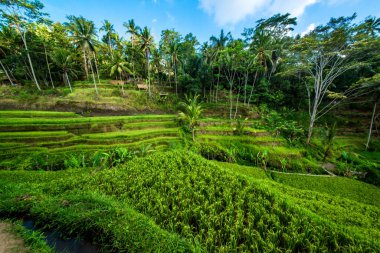 Ubud, Endonezya 'da Tegalalang Rice Terrace  