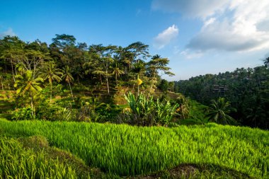 Ubud, Endonezya 'da Tegalalang Rice Terrace  