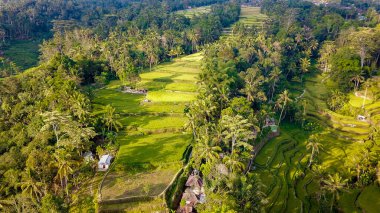 Ubud, Endonezya 'da Tegalalang Rice Terrace  