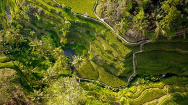 Ubud, Endonezya 'da Tegalalang Rice Terrace  