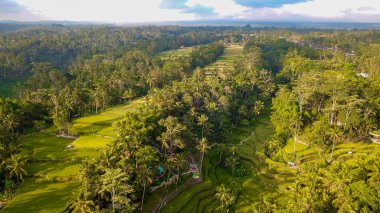 Ubud, Endonezya 'da Tegalalang Rice Terrace  
