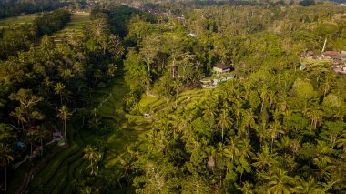 Ubud, Endonezya 'da Tegalalang Rice Terrace  