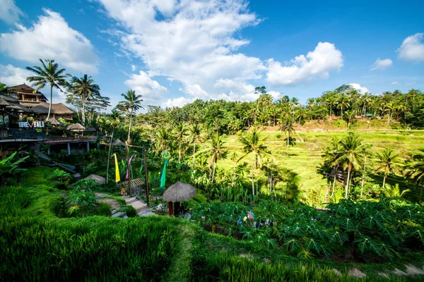 印度尼西亚Ubud的Tegalalang水稻台 — 图库照片