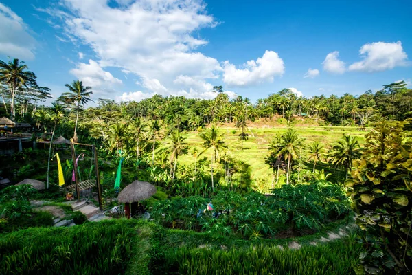 Tegalalang Rice Terrace Ubud Indonesia — Stock Photo, Image