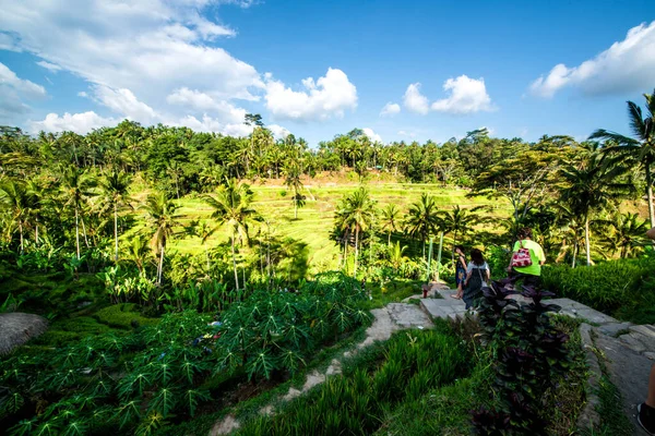 Tegalalang Rice Terrace Ubud Indonesia — Stock Photo, Image