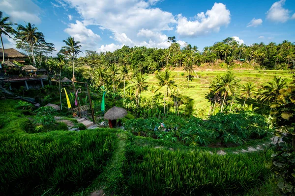 Tegalalang Rice Terrace Ubud Indonesia — Stock Photo, Image