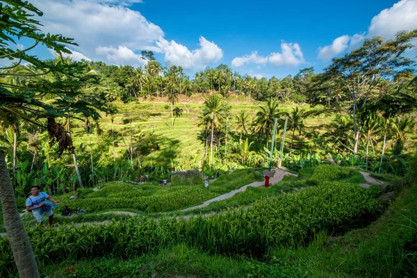 Tegalalang Rice Terrace Ubud Indonesia — Stock Photo, Image