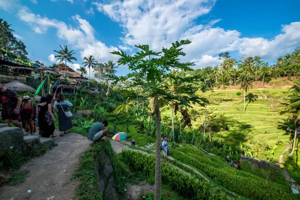Tegalalang Rice Terrace Ubud Indonesia — Stock Photo, Image