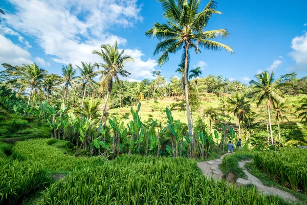 Terraço Arroz Ubud Indonésia — Fotografia de Stock