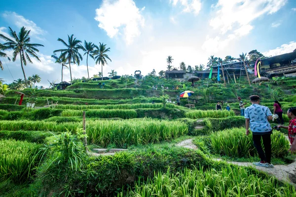 Ubud, Endonezya 'da Tegalalang Rice Terrace  