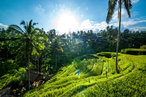 Tegalalang Rice Terrace Ubud Indonesia — Stock Photo, Image