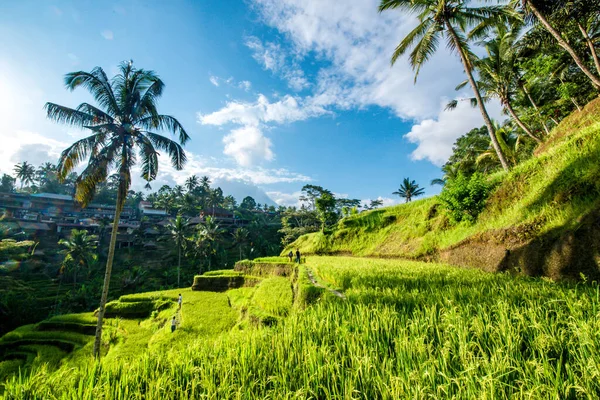 Tegalalang Rice Terrace Ubud Indonesia — Foto de Stock