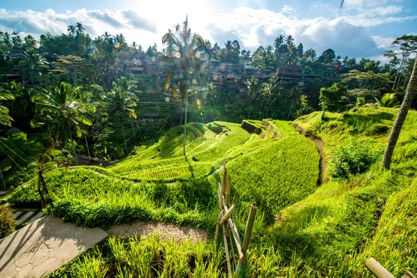 Tegalalang Rice Terrace Ubud Indonesia — Stock Photo, Image