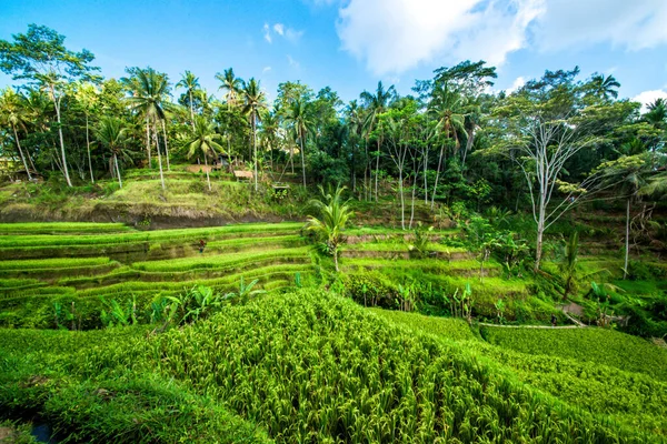 Tegalalang Rice Terrace Ubud Indonesia — Foto de Stock
