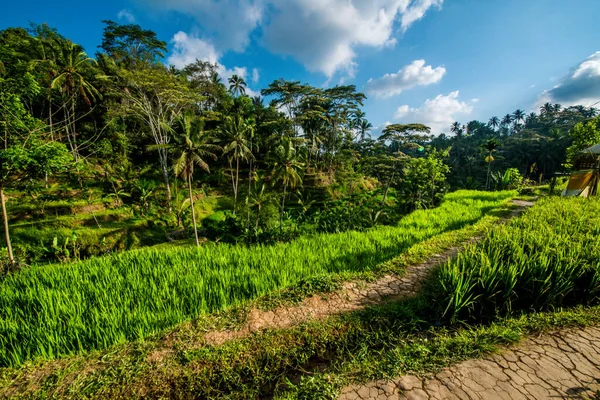 Tegalalang Rice Terrace Ubud Indonesia — Stock Photo, Image