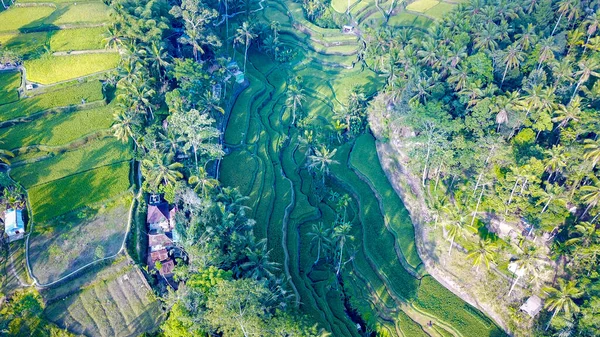 Тегалаланг Райс Терраса Убуде Индонезия — стоковое фото