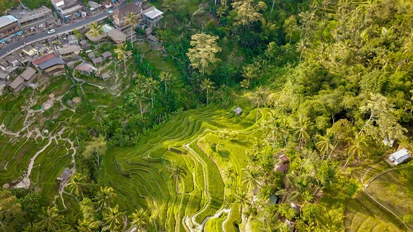 Terraço Arroz Ubud Indonésia — Fotografia de Stock