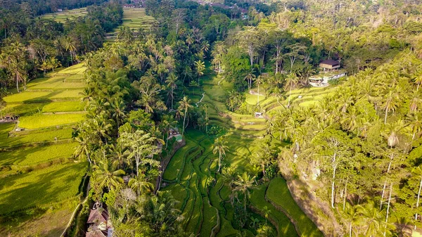 Terraço Arroz Ubud Indonésia — Fotografia de Stock