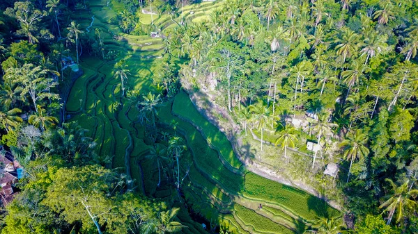 Terraço Arroz Ubud Indonésia — Fotografia de Stock