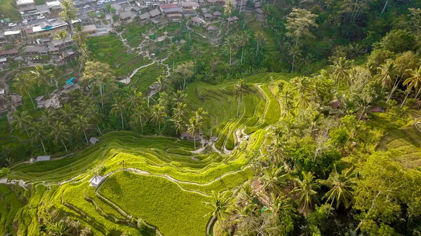 Tegalalang Rice Terrace Στο Ubud Ινδονησία — Φωτογραφία Αρχείου