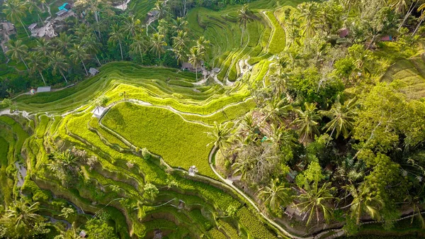 Tegalalang Rice Terrace Στο Ubud Ινδονησία — Φωτογραφία Αρχείου