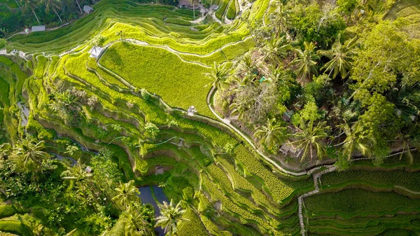 Tegalalang Rice Terrace Στο Ubud Ινδονησία — Φωτογραφία Αρχείου