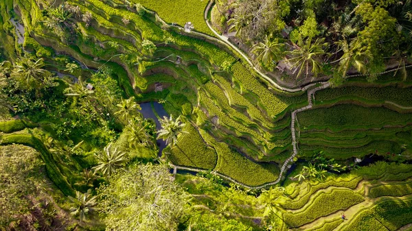 Tegalang Rice Terrace Ubud Indonesia — стокове фото