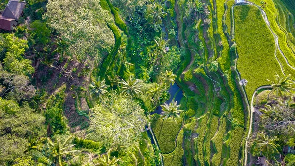 Terraço Arroz Ubud Indonésia — Fotografia de Stock