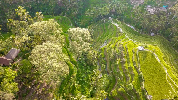 Tegalang Rice Terrace Ubud Indonesia — стокове фото