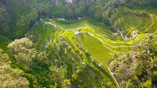 Tegalang Rice Terrace Ubud Indonesia — стокове фото