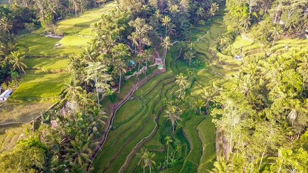 印度尼西亚Ubud的Tegalalang水稻台 — 图库照片