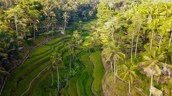 Terraço Arroz Ubud Indonésia — Fotografia de Stock