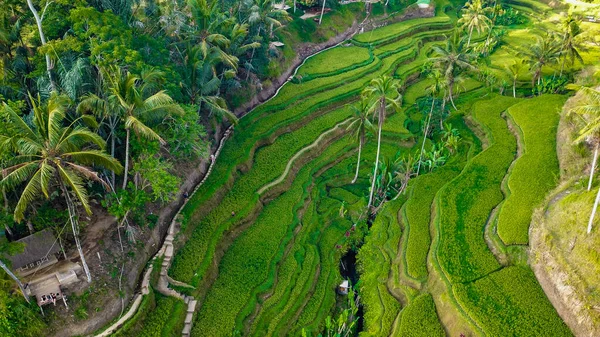 印度尼西亚Ubud的Tegalalang水稻台 — 图库照片