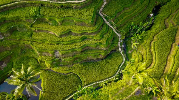 Tegalang Rice Terrace Ubud Indonesia — стокове фото