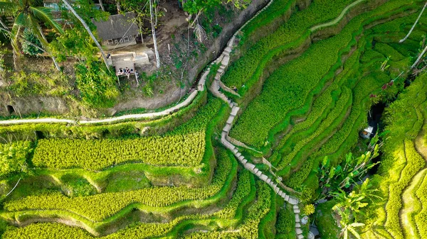 Tegalang Rice Terrace Ubud Indonesia — стокове фото