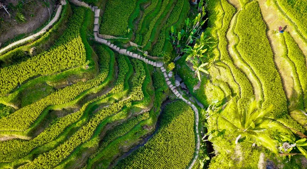 Taras Ryżowy Tegalalang Ubud Indonezja — Zdjęcie stockowe