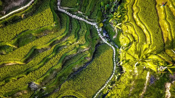 Tegalang Rice Terrace Ubud Indonesia — стокове фото