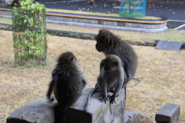 Monos Taman Ayun Indonesia — Foto de Stock