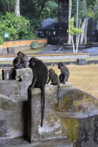 Monos Taman Ayun Indonesia —  Fotos de Stock