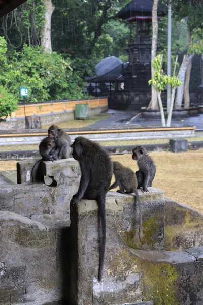 Macacos Sinaloa Indonésia — Fotografia de Stock