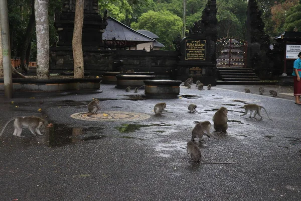 Maymunlar Taman Ayun Endonezya — Stok fotoğraf