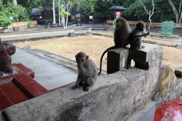 Πίθηκοι Στο Taman Ayun Ινδονησία — Φωτογραφία Αρχείου