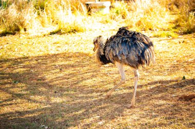 Brezilya, Brezilya 'da gündüz vakti hayvanat bahçesi