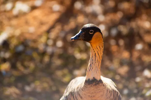 Zoo Tagsüber Brasilia Brasilien — Stockfoto